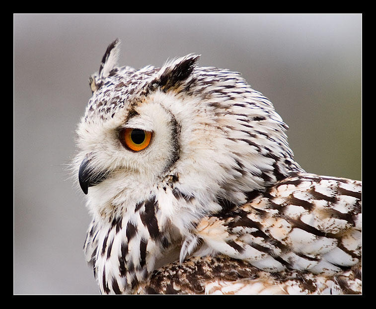 Owl by Alex999