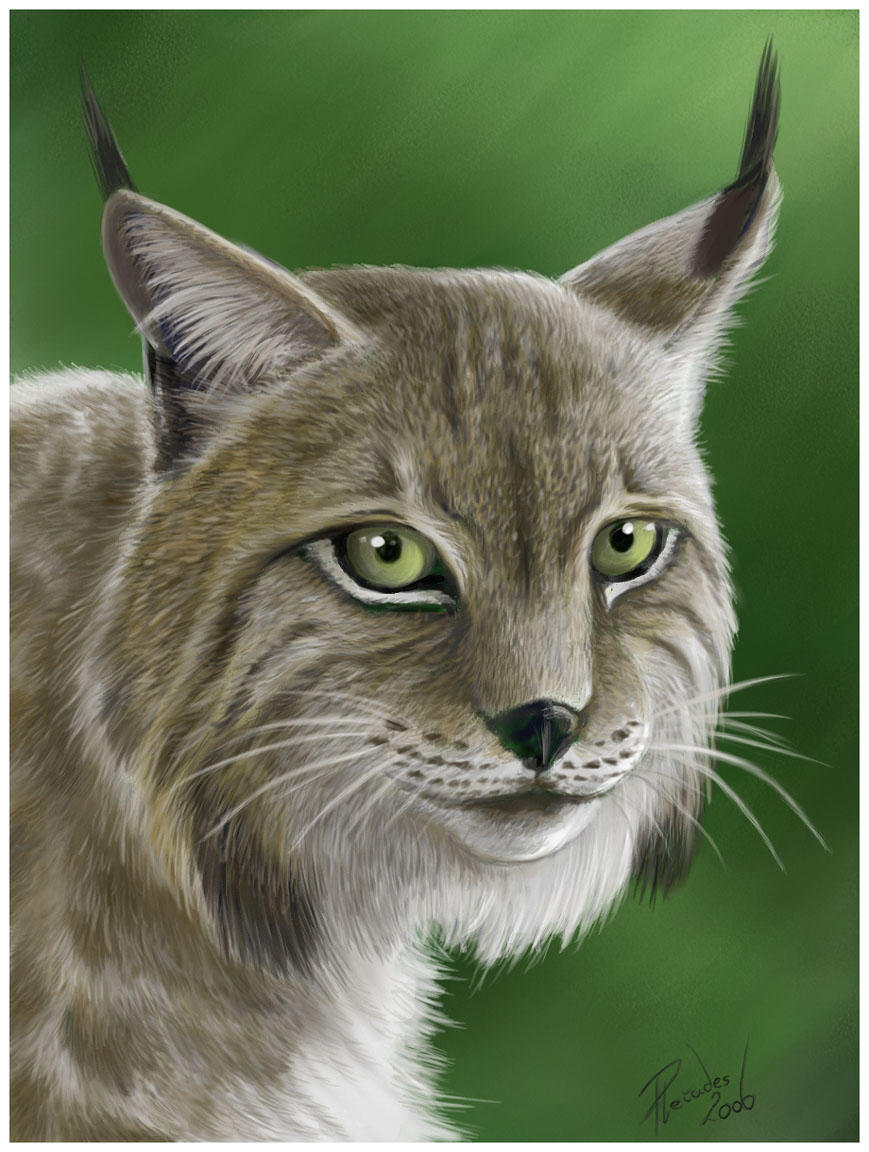 Lynx portrait by Emberiza