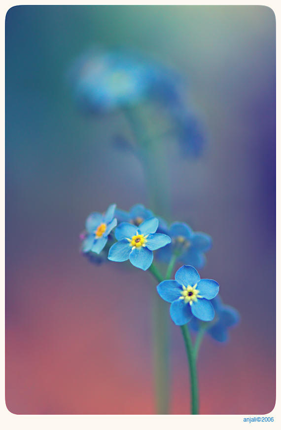 Forget me not - 1 by ~anjali on deviantART