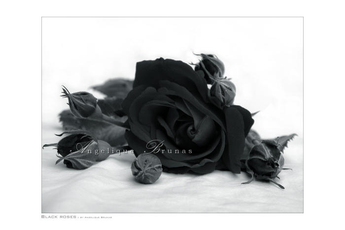    Black roses    by Liek