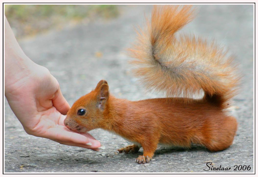 Squirrel Risk by Sinetaar