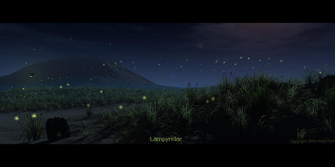 Lampyridae by pntbll248