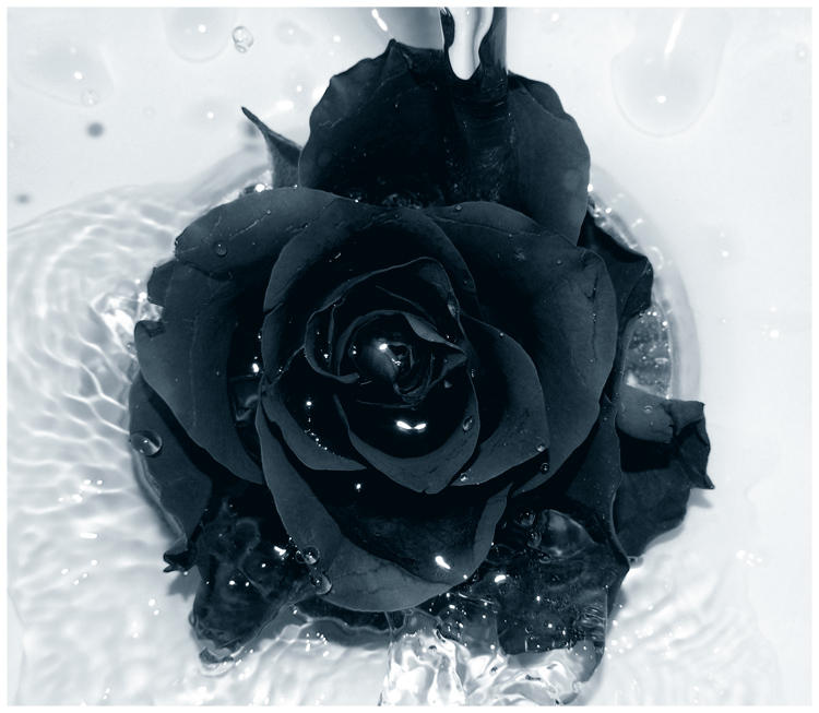 Черно-Белое Фото - Страница 2 Black_Rose_by_Galilea