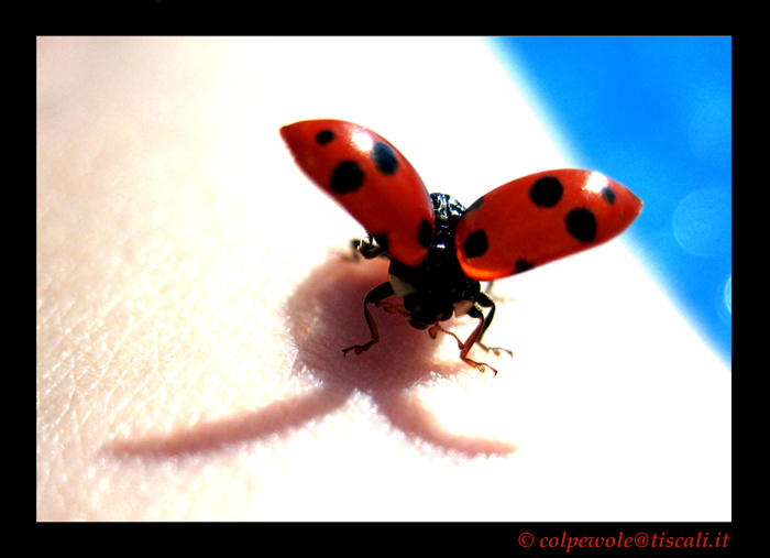 The ladybug takes off by colpewole