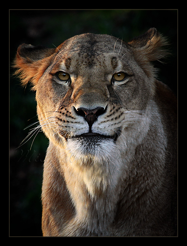 Panthera leo by DuvallGear