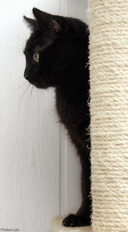 Salina on her scratching post by hoschie