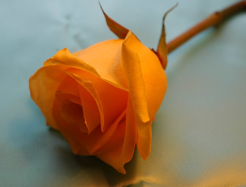 The_orange_rose_by_blahizmyname.jpg