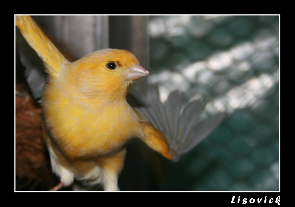 canario amarelo by Lisovick
