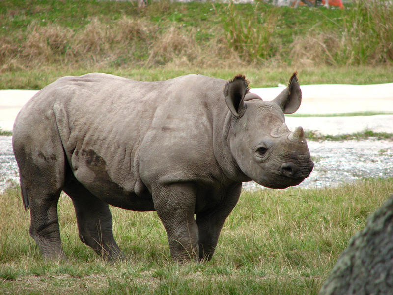 Metro Zoo  baby rhino by shuttered smiles