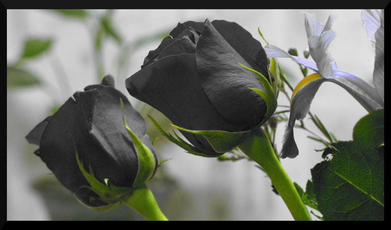 Black Roses by DevilsSnare
