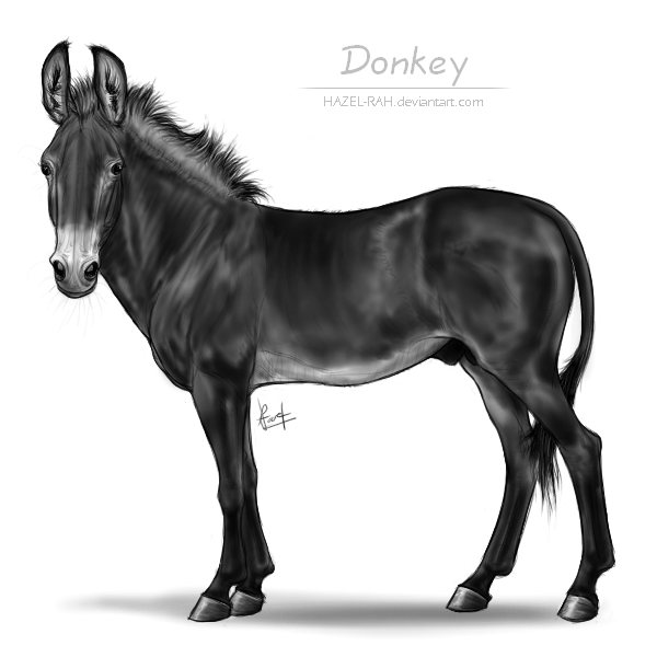 Donkey by Hazel rah