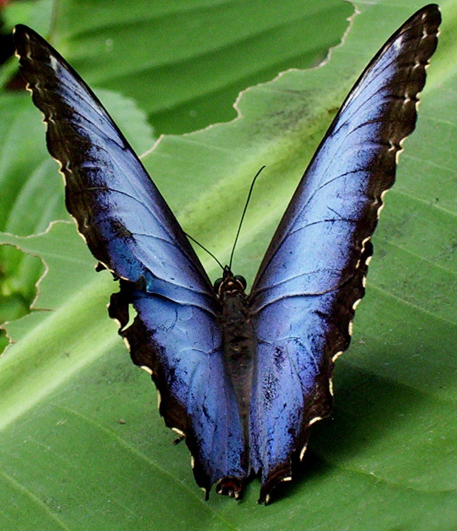 Blue Wings by Danfred