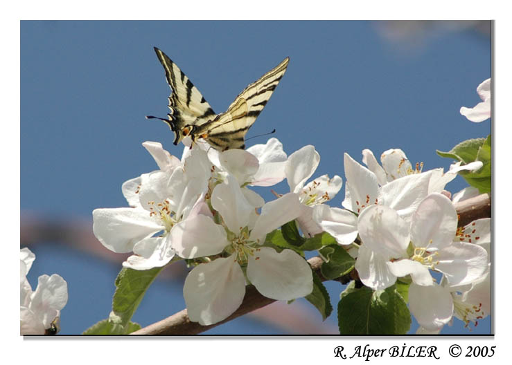 Butterfly on apple  by ralperb
