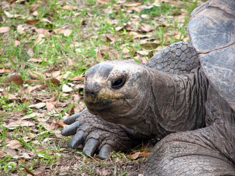 Metro Zoo  giant tortoise by shuttered smiles