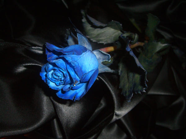 Blu rose by phencyclidinex