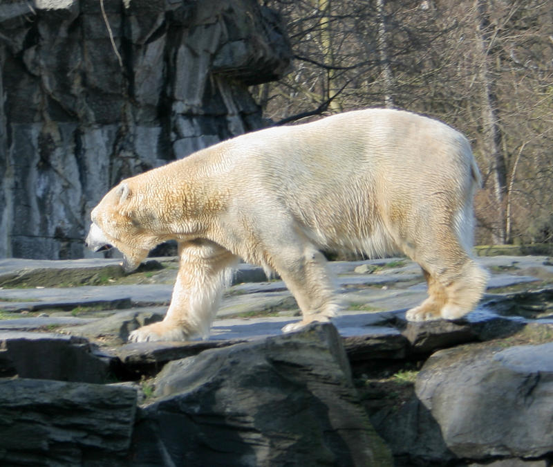 polar bear by Drezdany stocks