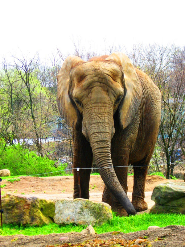 Elephant by vanillabuds