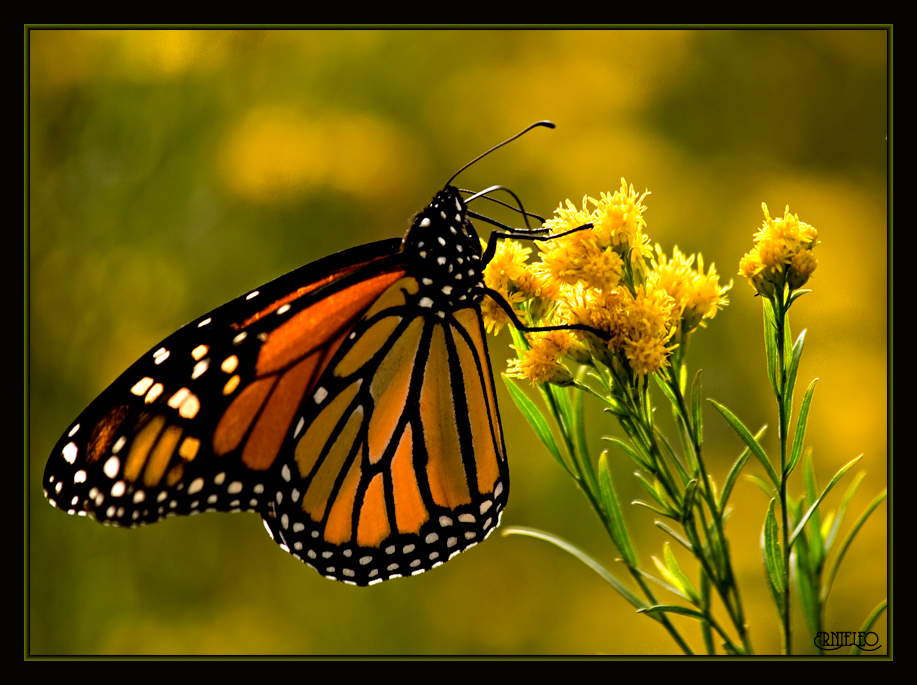 Monarch Butterfly II by ernieleo