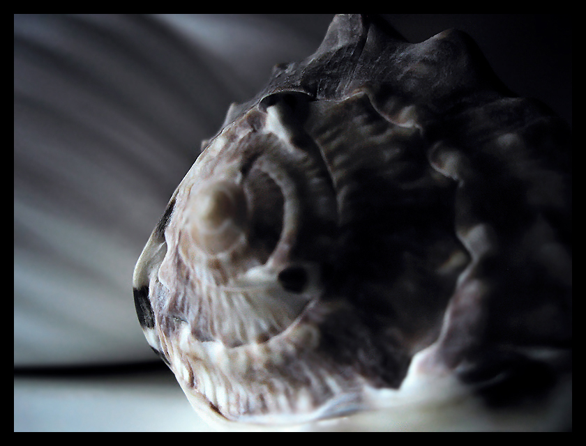 Shell Abstraction by photonFUEL