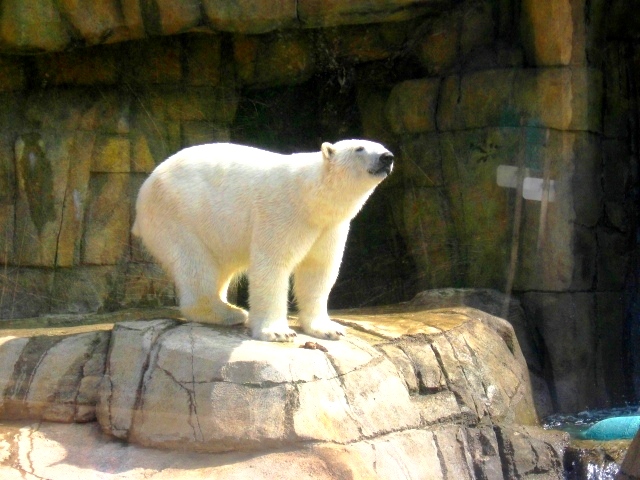 Polar Bear 1 by vanillabuds