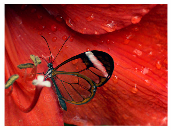 Red_butterfly__by_minniemouse123.jpg