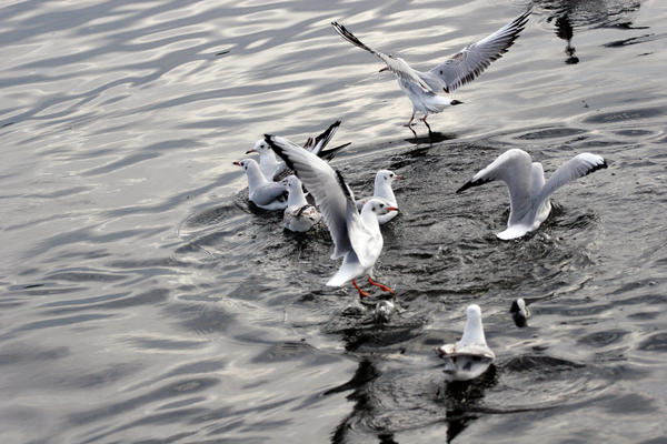 Sea gulls fighting for food by activeuk