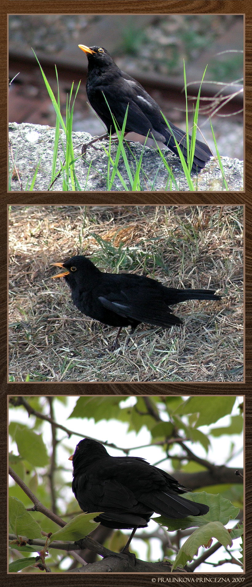 Funny blackbirds by pralinkova princezna