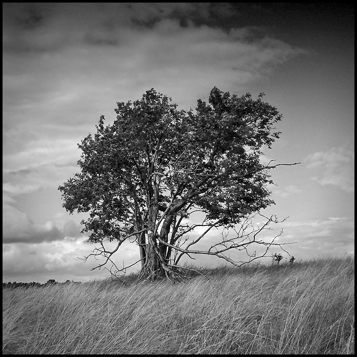 Tree in black and white by mjagiellicz