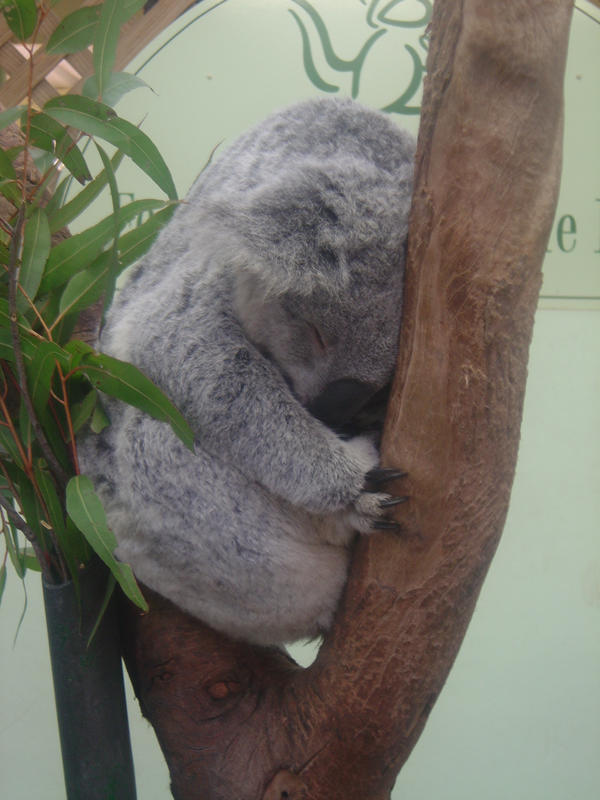 Koala by ChesterChick