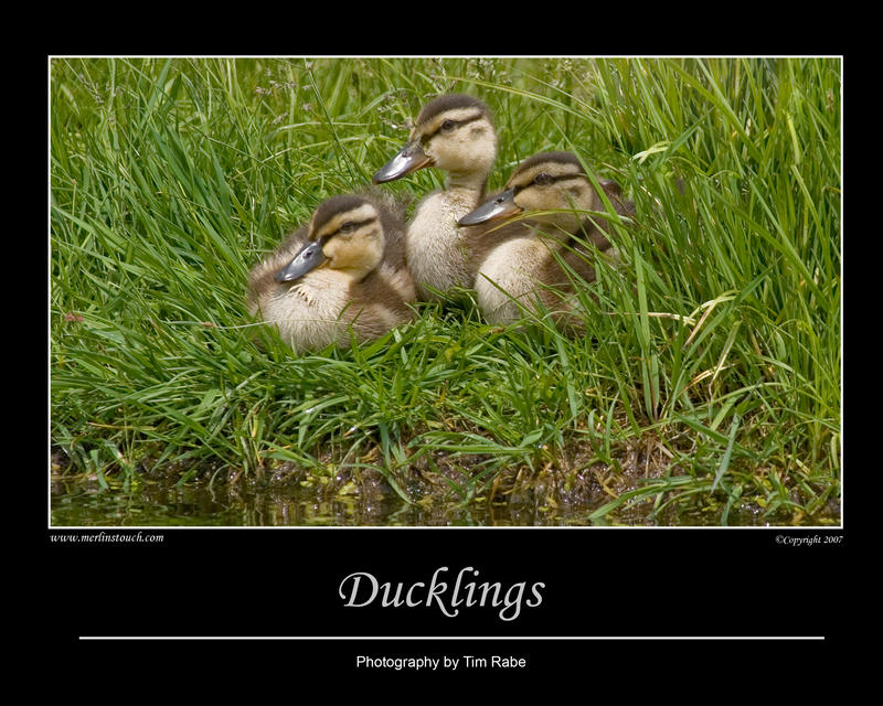 Ducklings by Merlinstouch