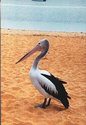 Pelican by sbmdestock