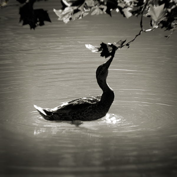 Duck by anjelicek