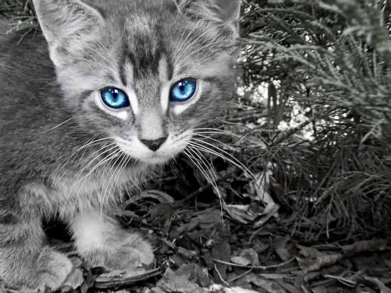 http://fc01.deviantart.com/fs18/i/2007/133/3/1/Blue_Eyed_Kitten_by_twilightchild91.jpg