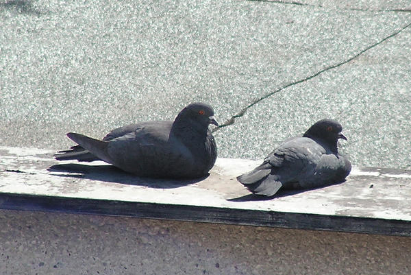 Stock2   Sitting pigeons by pralinkova princezna