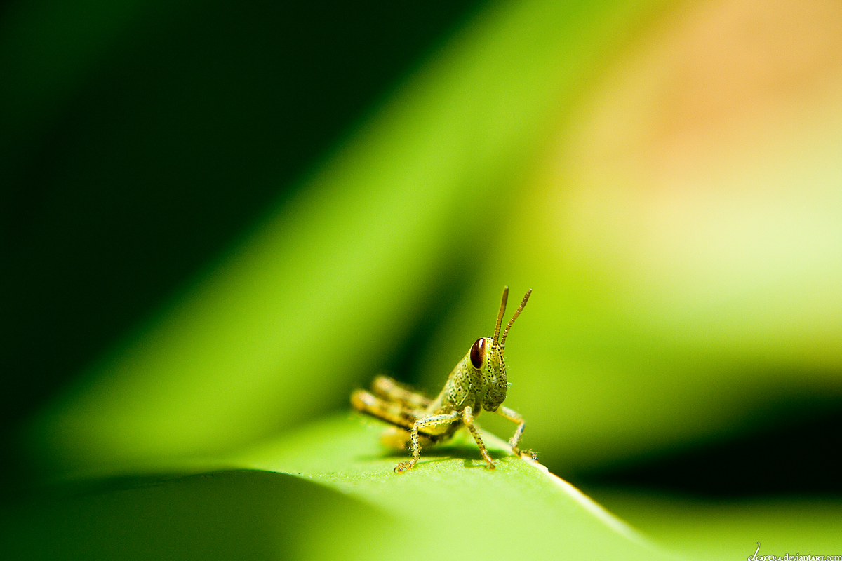 Baby Grasshopper by darou