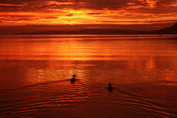 sunset with two ducks by Floriandra