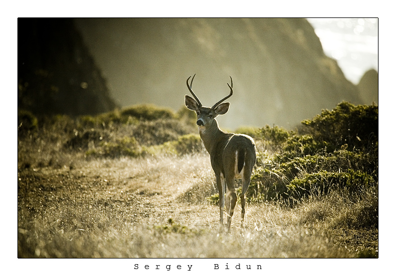 Calm Colors for a Calm Deer    by sergey1984