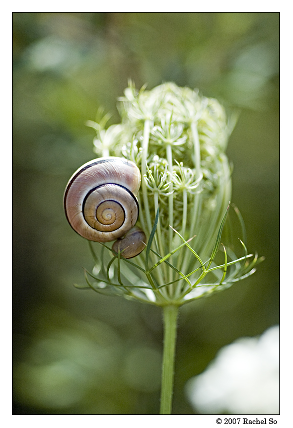 Caracol II by butterfly36rs
