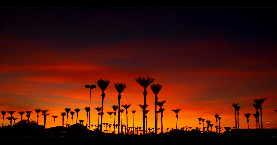 http://fc01.deviantart.com/fs21/i/2007/294/d/0/Sunset_Palms_by_Swanee3.jpg