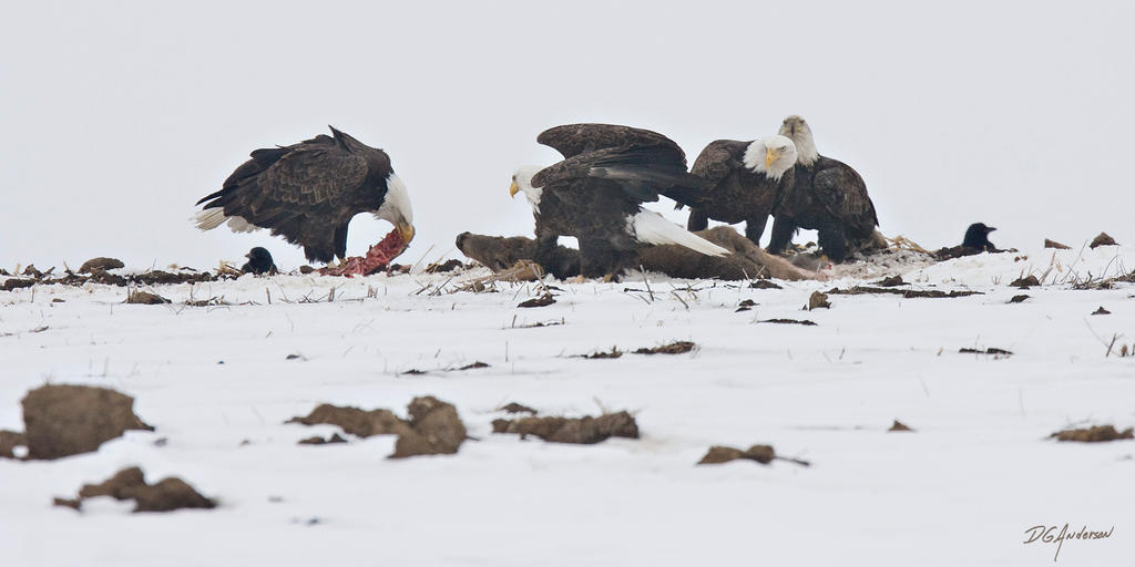 Eagles a bunch   for lunch by DGAnder