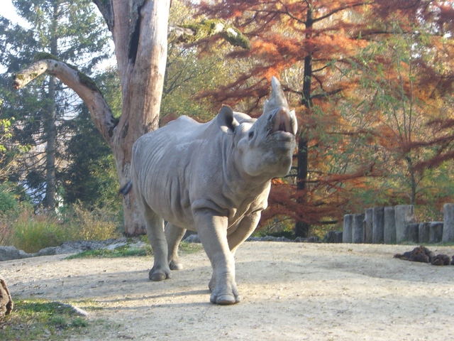Angry rhino by ladyshikman