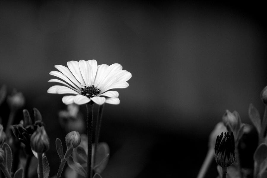 Black and White Flower    by Eric Casper