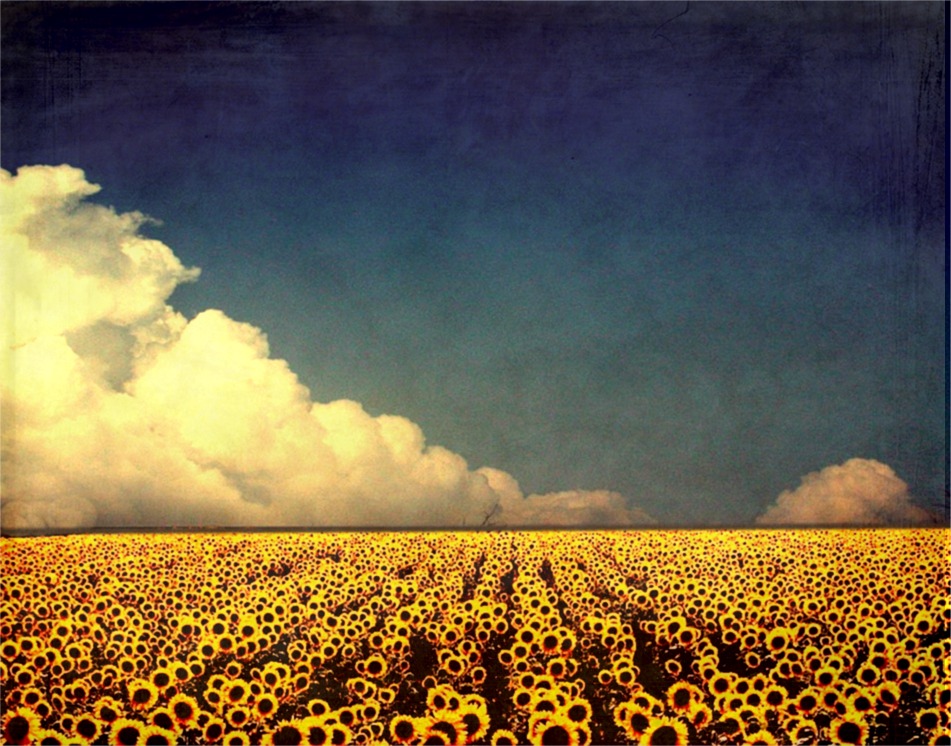 http://fc01.deviantart.com/fs27/f/2008/038/d/6/sunflower_fields_by_marielliott.jpg
