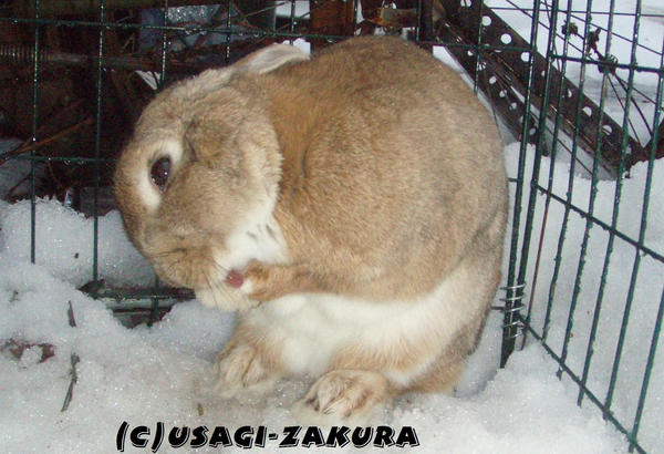 Bunny_tounge_by_Usagi_Zakura.jpg