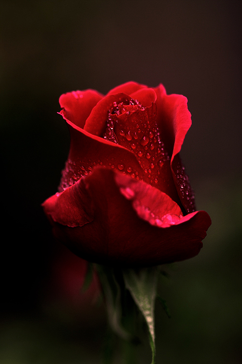 portrait_of_a_rose_by_CrisisCorps.jpg