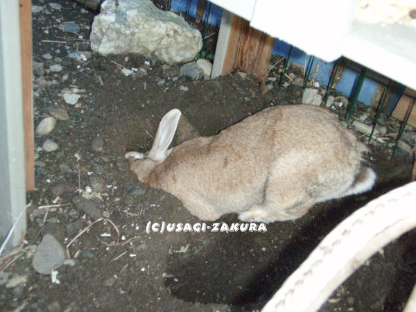 The_headless_rabbit_by_Usagi_Zakura.jpg