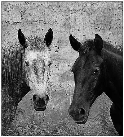horses by wasted photos