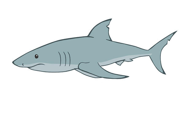 great_white_shark_by_SyedS.jpg