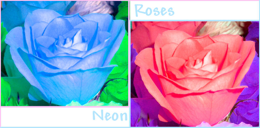 Neon Roses Blue and Pink by wistful dreams