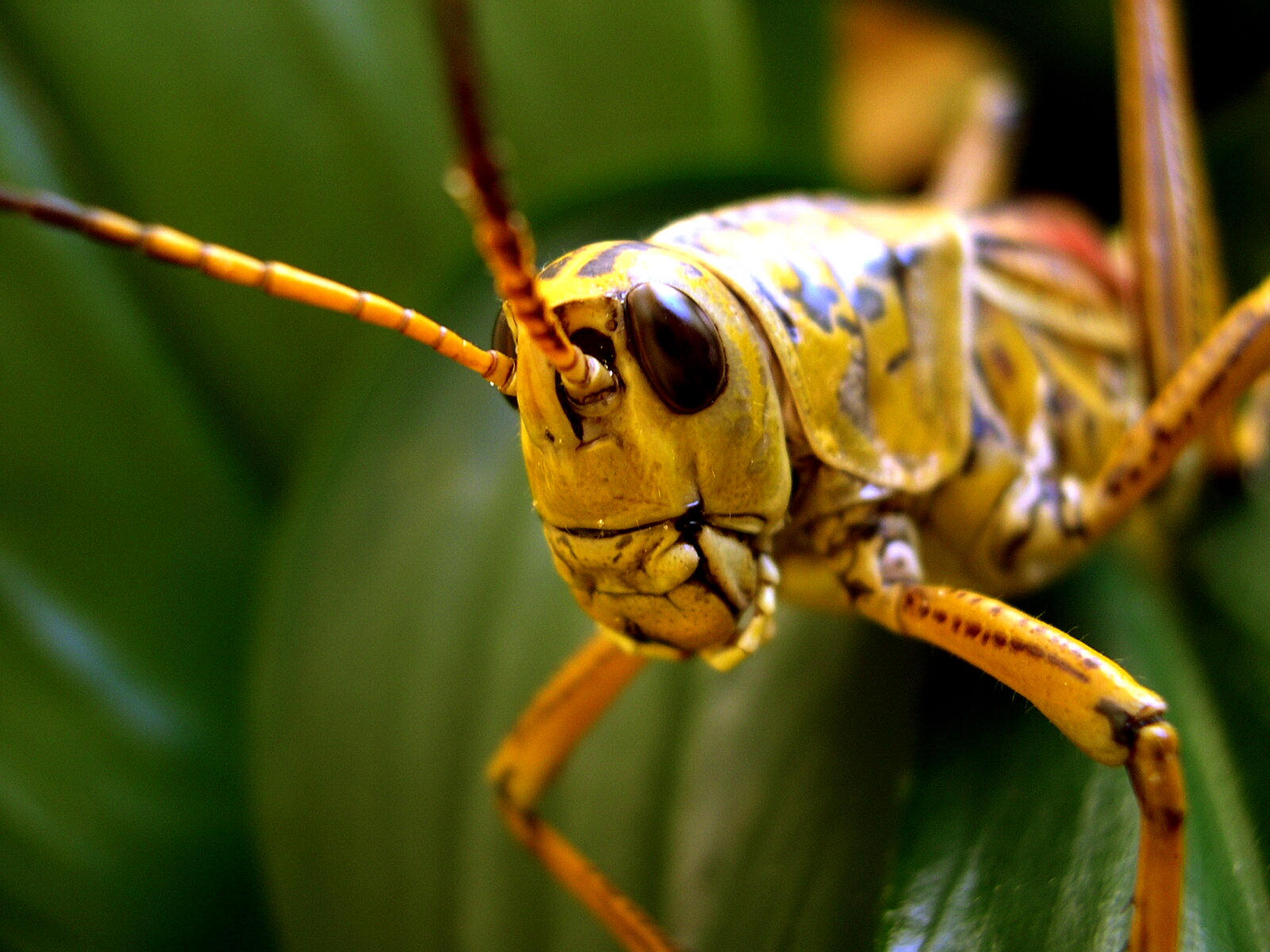 grasshopper  by shesaidtoday